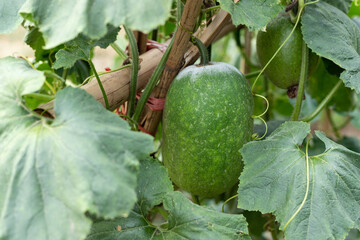 Green vegetable winter melon