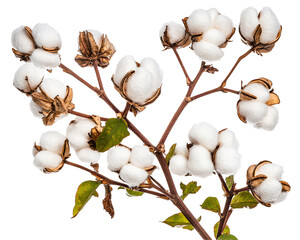 a plant with white cotton balls
