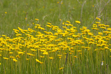 A clearing of bright yellow flowers in a green meadow