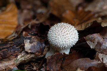 Flaschen-St&auml;ubling - Lycoperdon perlatum