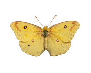 Fototapeta premium a yellow butterfly with black spots