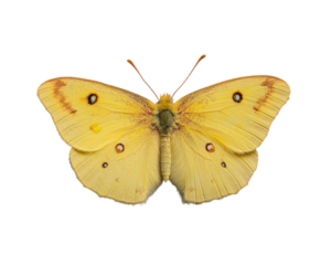 a yellow butterfly with black spots
