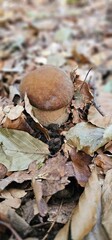mushrooms in the grass