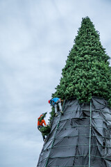 City climbers are installing main huge Christmas tree for all city residents on the central square of city.