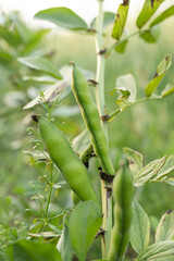 Plump Hu bean crops