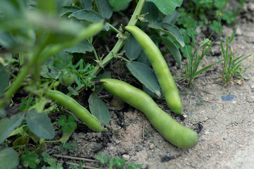 The Hu bean crop in the evening