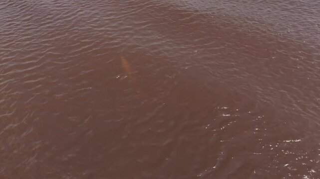 Amazon River dolphins in a murky water tributary of the Amazon river in Brazil.