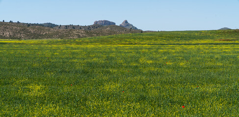 A vibrant green field with yellow wildflowers, set against a backdrop of distant hills and rocky formations under a clear blue sky. Landscape captures the serene beauty of a rural countryside scene.