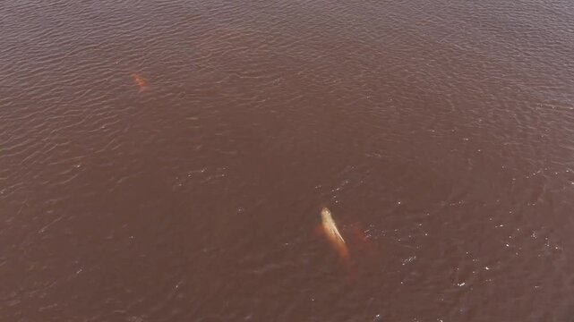 Pond of freshwater river dolphin in the rio Negro close to the city of Manaus in the Brazilian Amazon Forest.