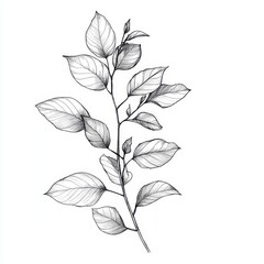 Stylized black and white illustration of a leaf branch, highlighting its intricate details and natural beauty.