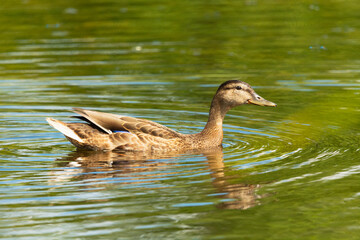 A female mallard duck swimming in the water, Stankow, Lubelskie, Poland