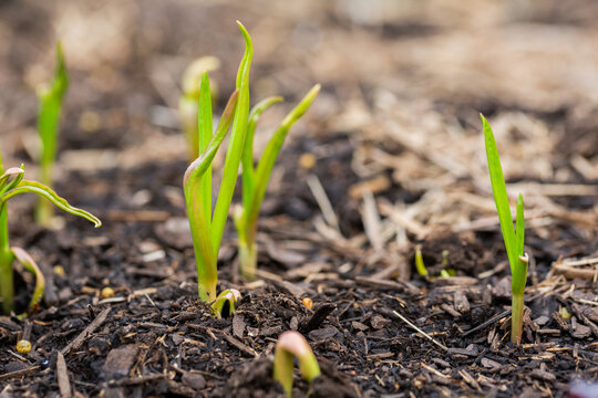Young garlic bulb plant shoots growing in garden soil