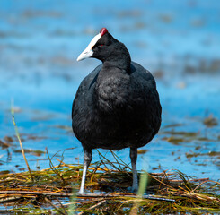 An adult red-knobbed coot (Fulica cristata) at rest on the nest, Malachite bird hide, Bo-Langvlei.