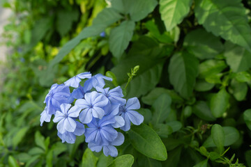 庭先で上品に咲くルリマツリ