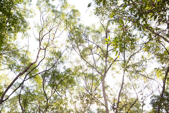 gum trees in Brisbane with a wild Koala sitting up high in the tree tops