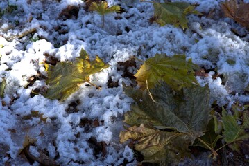 Leaves of a plane tree covered by snow.