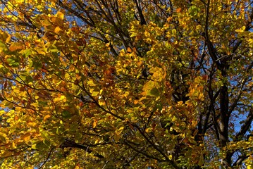 Beech tree seen from below.