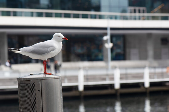 Silver Gull on a post in Darling Harbour with out of focus background
