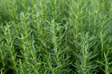 The green rosemary plant
