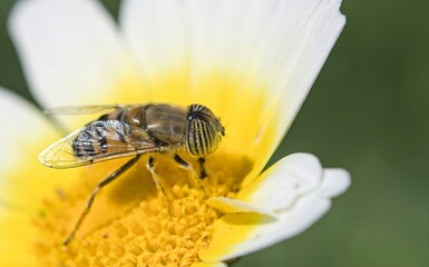 Eristalinus taeniops is a species of hoverfly, also known as the band-eyed drone fly, Crete