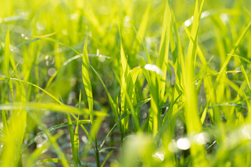 Hybrid rice seedlings in the sun