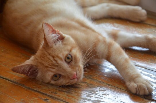 Tar&ccedil;ın, cat, ginger