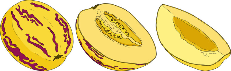 Pepino fruit, melon pear, Solanum muricatum. Vector hand drawn colored illustration. Fresh pepino fruit whole, cut in half, slices.