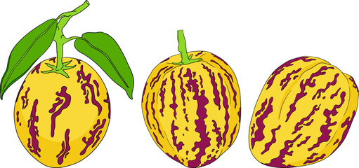 Pepino fruit, melon pear, Solanum muricatum. Vector hand drawn colored illustration. Fresh pepino fruit whole, cut in half, slices.