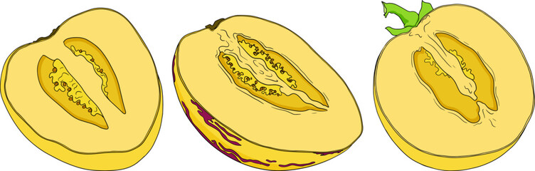 Pepino fruit, melon pear, Solanum muricatum. Vector hand drawn colored illustration. Fresh pepino fruit whole, cut in half, slices.