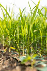 Hybrid rice seedlings in the sun