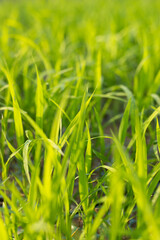 Hybrid rice seedlings in the sun
