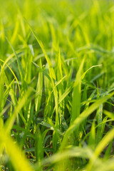 Hybrid rice seedlings in the sun
