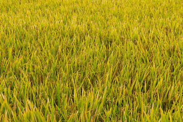 The rice ripens in autumn