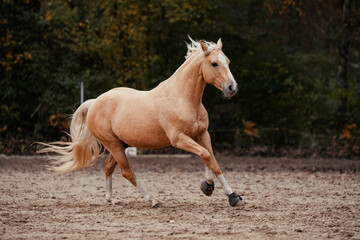 Palomino Quarter Horse