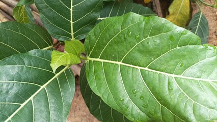 Ficus septica. A type of plant that is a relative of the banyan, a member of the Moraceae tribe.