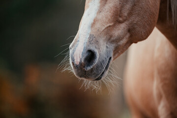 Palomino Quarter Horse