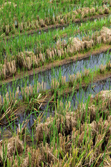 A crop of rice that grows in a field after the harvest of rice