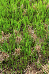A crop of rice that grows in a field after the harvest of rice