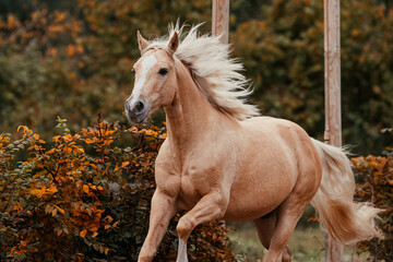 Obraz premium Palomino Quarter Horse