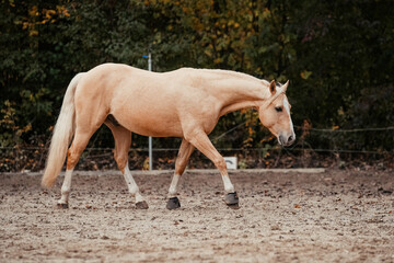 Palomino Quarter Horse