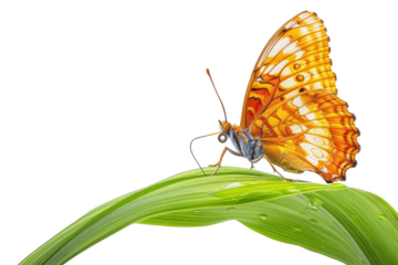 Butterfly perched on green leaf natural habitat close-up photography bright environment macro view beauty of nature