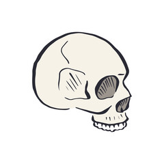 Hand drawn sketchy human skull isolated on white background. Doodle skeleton head tattoo design