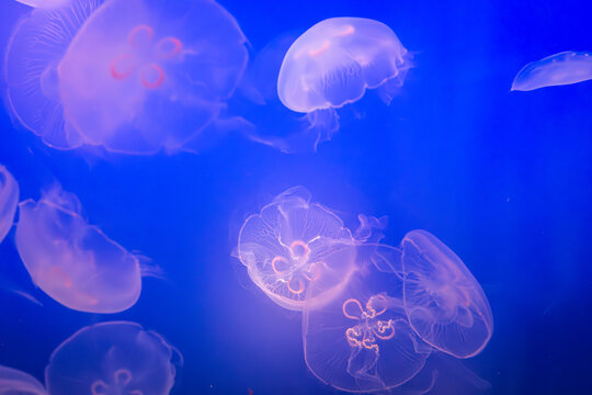 Aurelia (aka the moon jelly, moon jellyfish, common jellyfish, or saucer jelly) floating in water