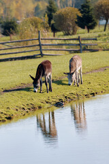 Two donkeys grazing peacefully by a tranquil pond in a lush green pasture during a sunny afternoon