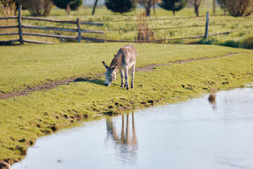 A donkey grazing peacefully by a tranquil pond in a green pasture during a sunny afternoon