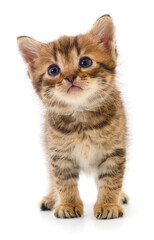 Fototapeta premium Kitten on white background.