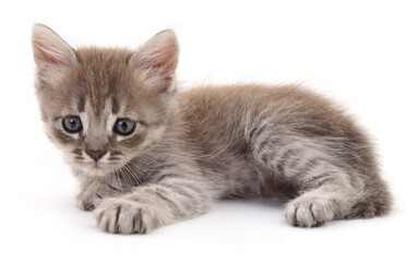 Kitten on white background.