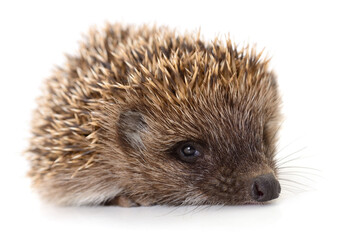 Hedgehog on white.