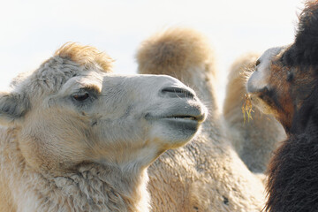 A white camel looks to the side, its mouth slightly open, while a brown camel chews on grass in the...