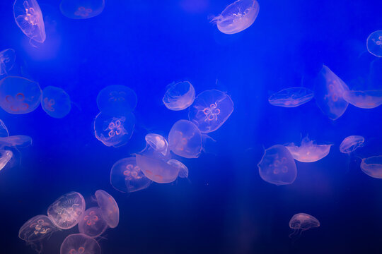 Aurelia (aka the moon jelly, moon jellyfish, common jellyfish, or saucer jelly) floating in water